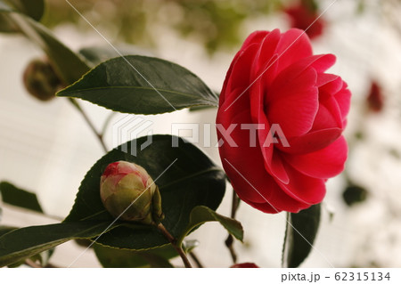 風景 観光 済州島 62315134