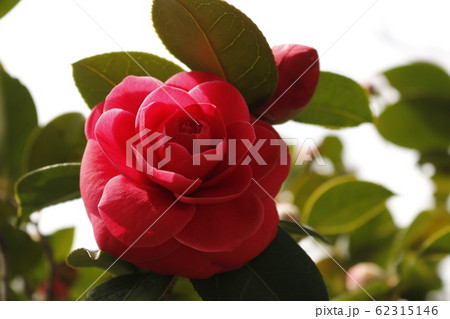 風景 観光 済州島 62315146