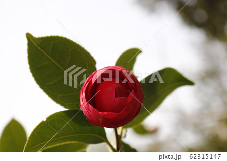 風景 観光 済州島 62315147