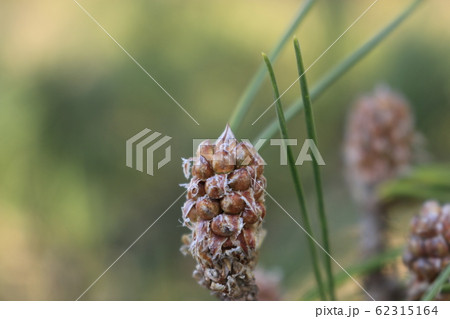 風景 観光 済州島 62315164