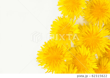 白色背景上のタンポポ	 62315622