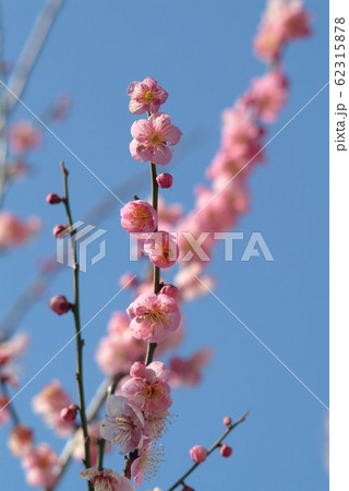 紅梅の花(ほぼ満開) 紅梅の花(ほぼ満開) 62315878