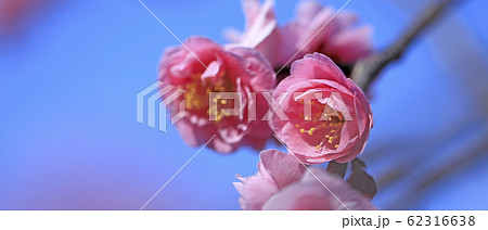 梅の花　アップの梅の花　梅　満開の梅　満開の梅の花　紅梅 62316638