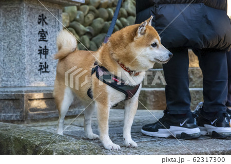 神社でお参りするマメ柴 62317300