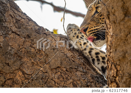 Leopard over the tree with tongue out 62317746
