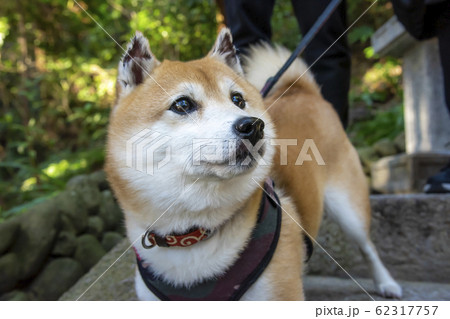 飼い主を見上げるマメ柴 62317757