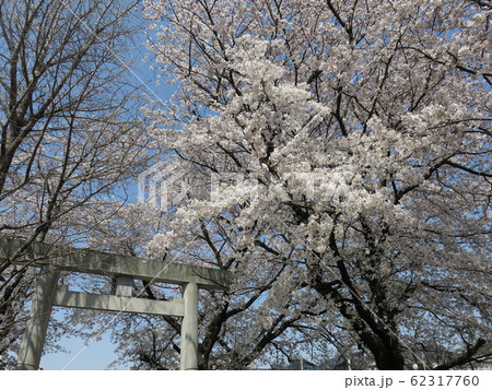 桜と鳥居の風景（我孫子市の北星神社） 62317760