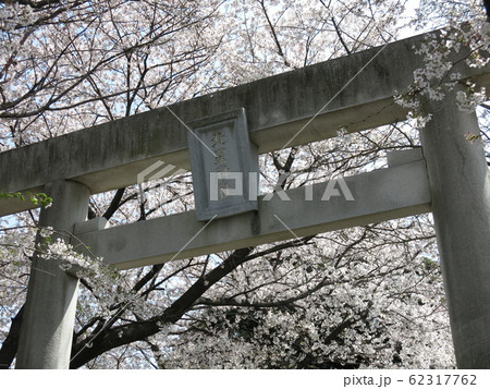 桜が美しい我孫子市の北星神社（鳥居） 62317762