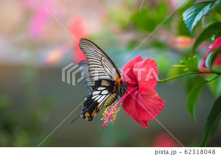Tropical butterfly on Chinese rose flower 62318048