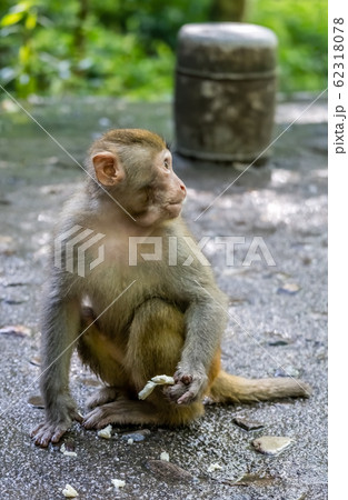 Monkey holding piece of fruit to eat Monkey holding piece of fruit to eat 62318078