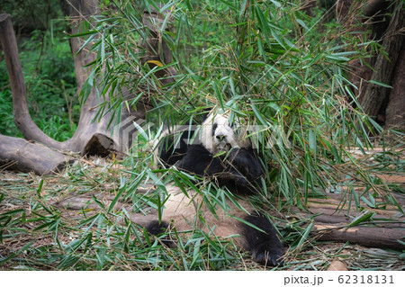 Giant panda eating bamboo leaves Giant panda eating bamboo leaves 62318131