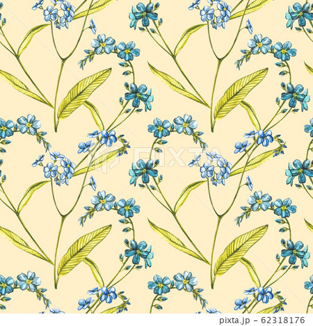 Watercolor Forget-me-not flowers. Wild flower set isolated on white. Botanical watercolor illustration, rustic flowers. Good for cosmetics, medicine, treating, aromatherapy, nursing, package design Watercolor Forget-me-not flowers. Wild flower set isolated on white. Botanical watercolor illustration, rustic flowers. Good for cosmetics, medicine, treating, aromatherapy, nursing, package design 62318176