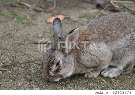 広島 うさぎ島 怪我をしたウサギの写真素材