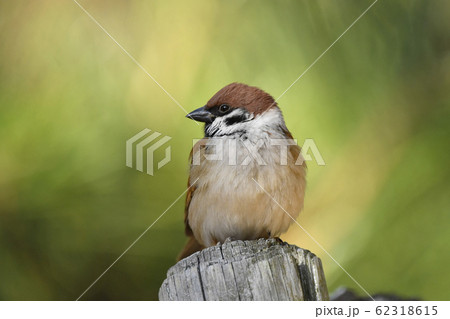 スズメ 62318615