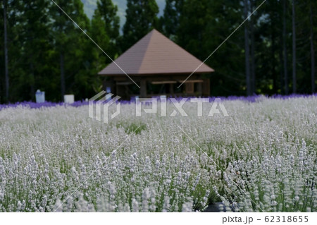 《美郷町のラベンダー園》秋田県美郷町 62318655