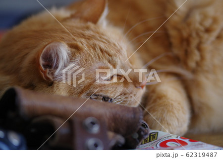 くつろぐ猫 62319487