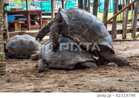Aldabra giant tortoise, Curieuse Marine National Park, Curieuse, Seychelles 62319790