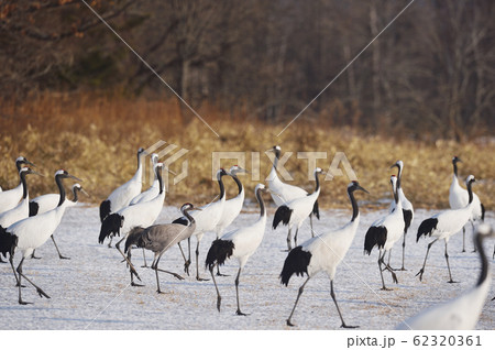 珍しい！タンチョウの群れに混ざるクロヅル（北海道） 62320361