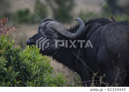 バッファローとウシツツキ 62320443