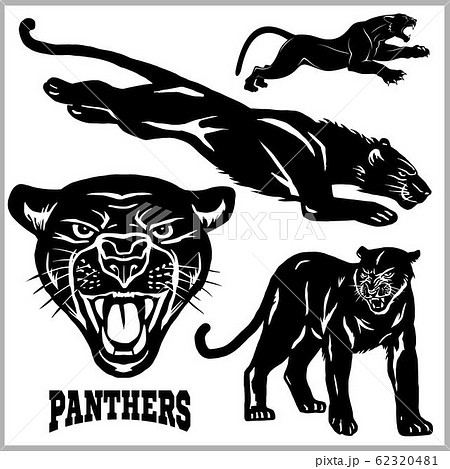 Panthers - vector set. Vector illustration isolated on white 62320481