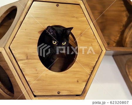 可愛い猫 可愛い猫 62320807
