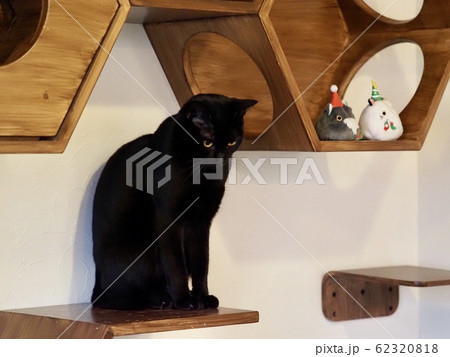 可愛い猫 可愛い猫 62320818