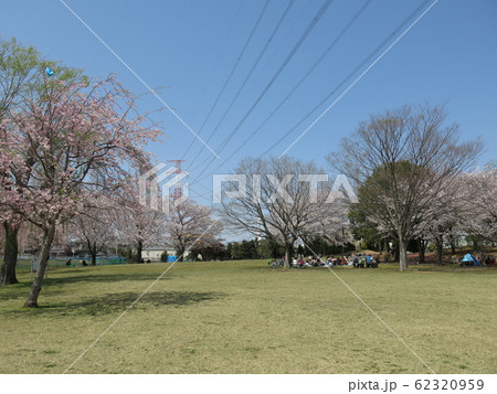 桜が美しい柏市の北柏ふるさと公園（芝生広場） 62320959