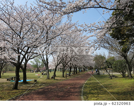 桜が美しい柏市の北柏ふるさと公園（芝生広場沿いの遊歩道） 62320963