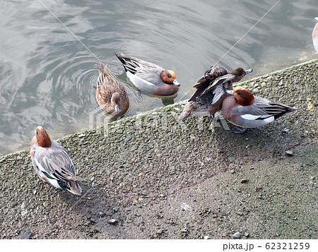 江ノ口川とカモの一群 62321259