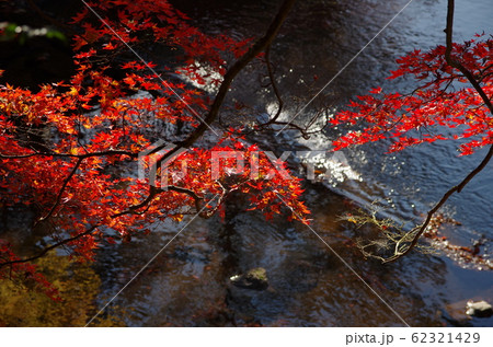 岩屋堂　紅葉 62321429