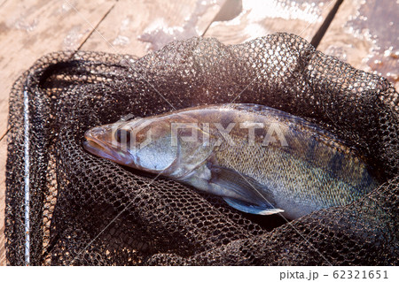 Freshwater zander and fishing equipment lies on 62321651