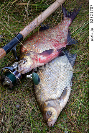 Two big freshwater common bream fish and fishing - Stock Photo [62321707] -  PIXTA