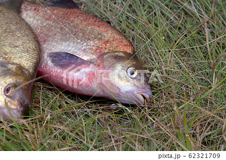 Close up view of big freshwater common bream fish 62321709