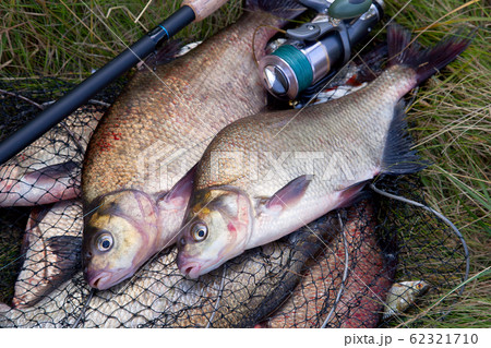 Successful fishing - two freshwater bream fish Successful fishing - two freshwater bream fish 62321710