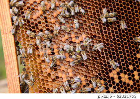 Working bees in a hive on honeycomb. Bees inside 62321755