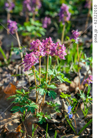 Spring forest with blooming Corydalis cava 62322010