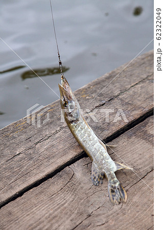 Close up view of big freshwater pike with fishing 62322049