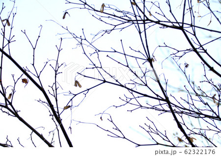 モミジの翼果 モミジの翼果 62322176