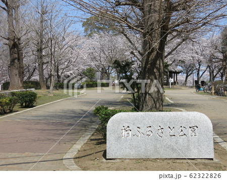 桜が咲く柏市の柏ふるさと公園 62322826