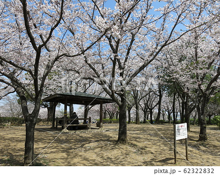桜が美しい柏市の柏ふるさと公園(アスレチック広場付近の四阿) 桜が美しい柏市の柏ふるさと公園(アスレチック広場付近の四阿) 62322832
