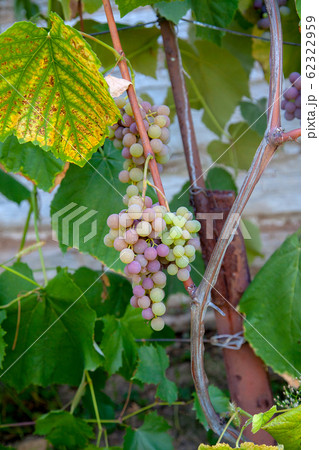 Bunch of grapes with pink and green berries in the 62322959