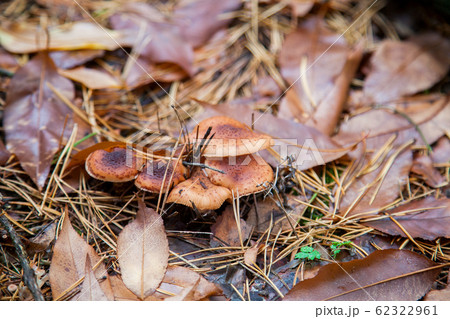Wild forest mushrooms honey agarics in the forest 62322961