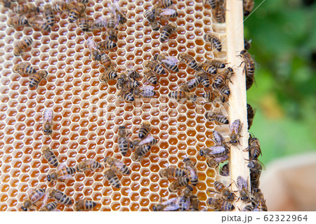 Close up view of working bees on honeycomb with Close up view of working bees on honeycomb with 62322964