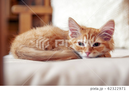 kitten looks at the camera with half-closed eyes 62322971