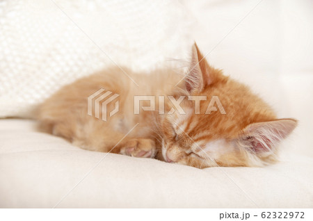 Beautiful red tabby kitty sleeping on soft pillow. Beautiful red tabby kitty sleeping on soft pillow. 62322972