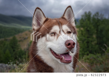 Dog breed Siberian husky. 62322973