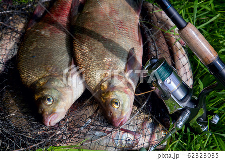 Two big freshwater common bream fish and fishing 62323035