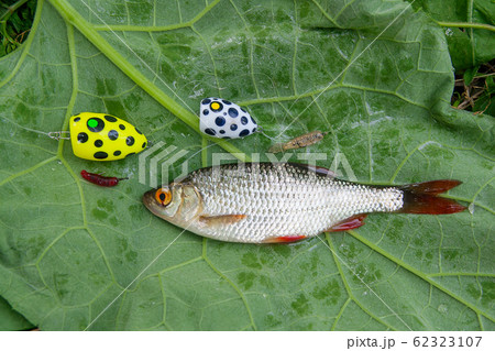 Single common rudd fish and fishing bait on Single common rudd fish and fishing bait on 62323107