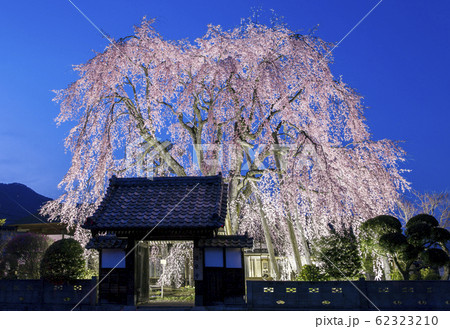 【春イメージ】枝垂れ桜のライトアップ 62323210