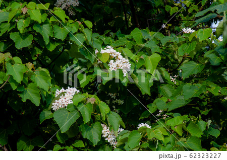 アブラギリ 花 フラワー 62323227